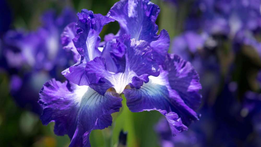 Wallpaper from flowers category