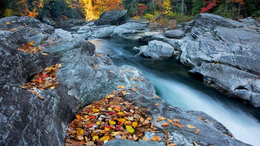 Autumn leaves on the rocks   wallpaper