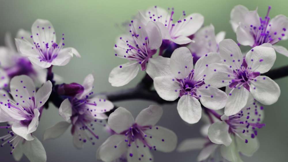Ethereal Spring Blossoms Emanate Calm wallpaper
