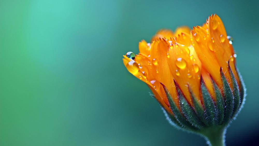 Merrigold flower macro photography  wallpaper