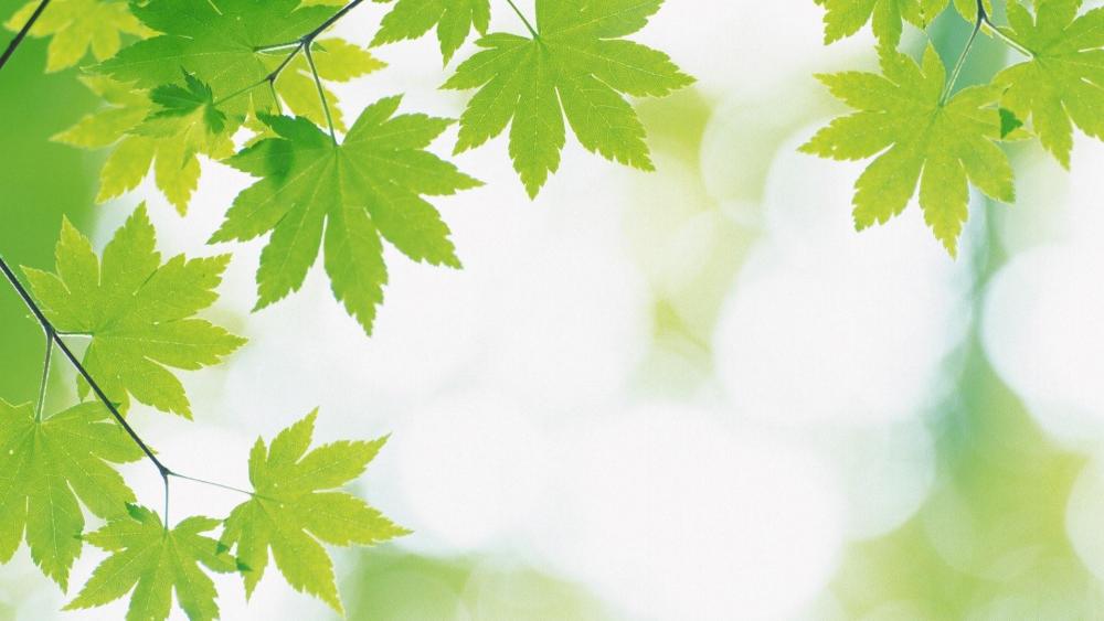 Wallpaper from nature category