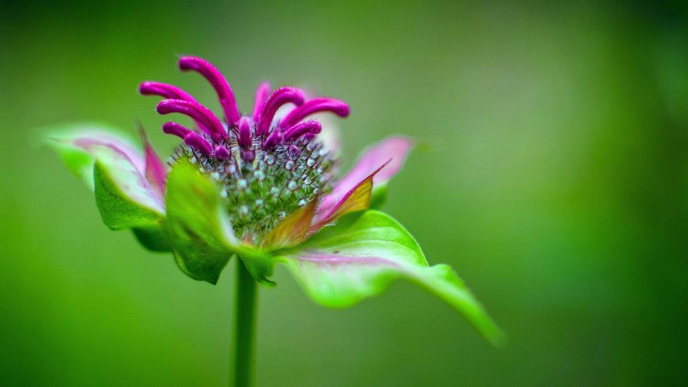 Wallpaper from flowers category