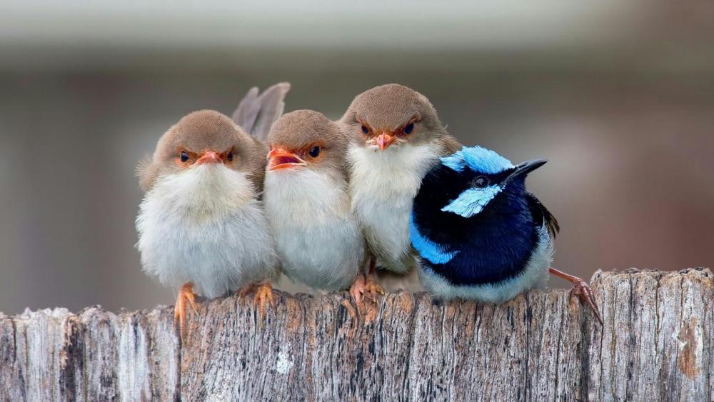 Feathered Friends in Fluffy Formation wallpaper