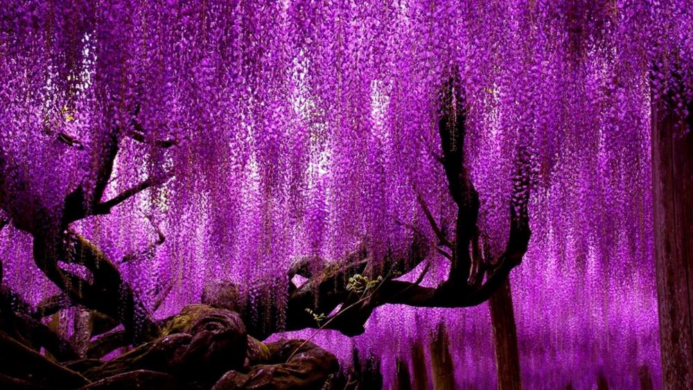 Ashikaga Flower Park wallpaper