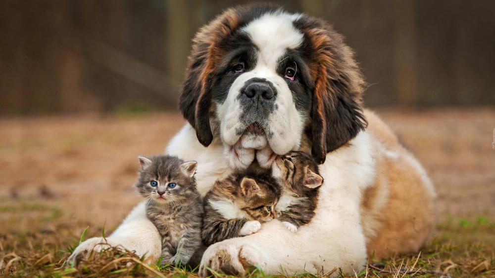 Saint Bernard dog with kittens wallpaper