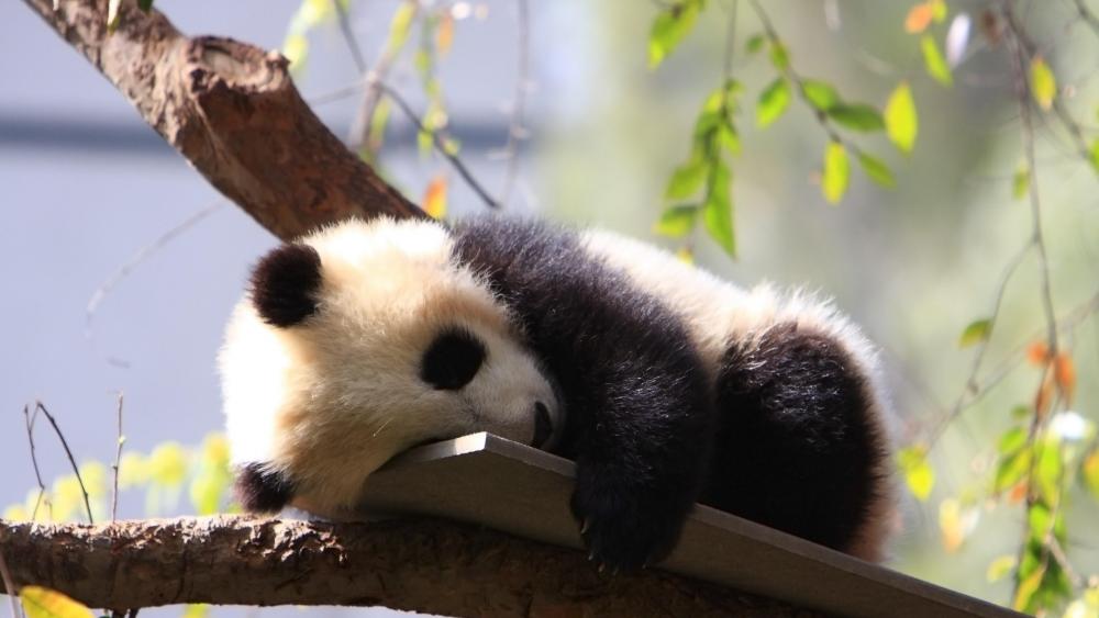 Slumbering Panda Cub in Serenity wallpaper
