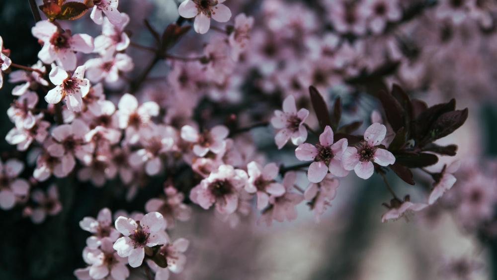 Wallpaper from flowers category