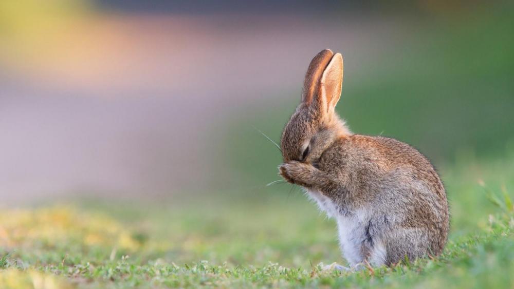 Cute rabbit in the grass field wallpaper