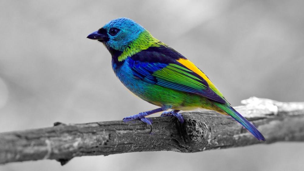 Colorful bird on monochrome background wallpaper