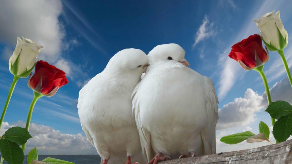 White dove couple wallpaper