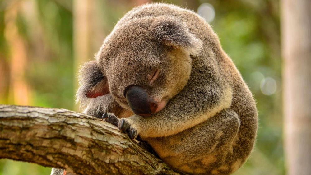 Wallpaper from animals category