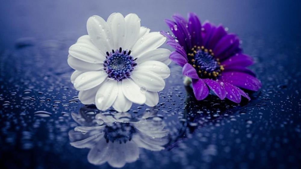 Raindrops and flowers wallpaper