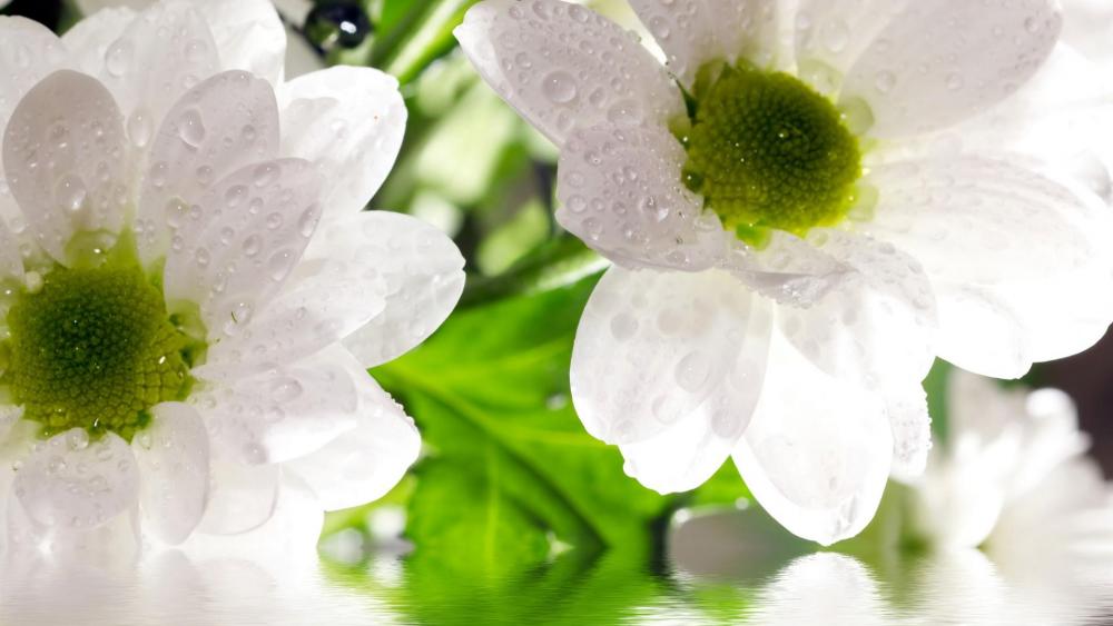 White flowers above the water wallpaper