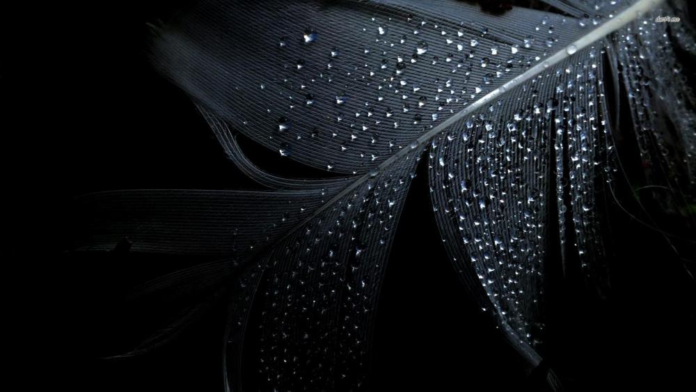 Water drops on black feather wallpaper