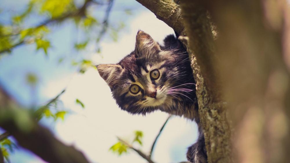 Cat on the tree wallpaper