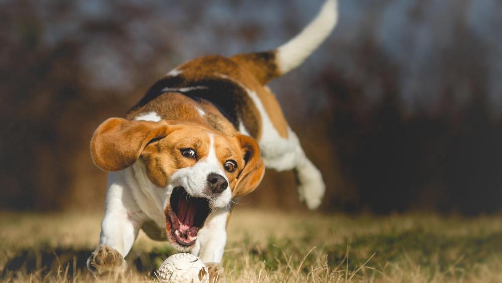 Beagle doggie playing wallpaper