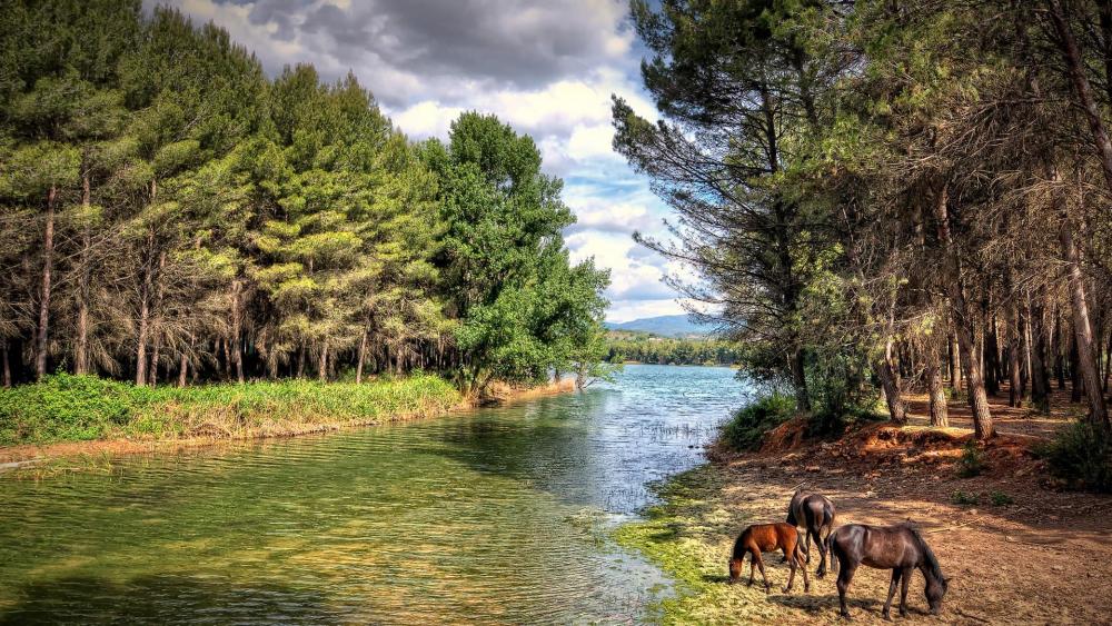 Horse family grazing along the river wallpaper