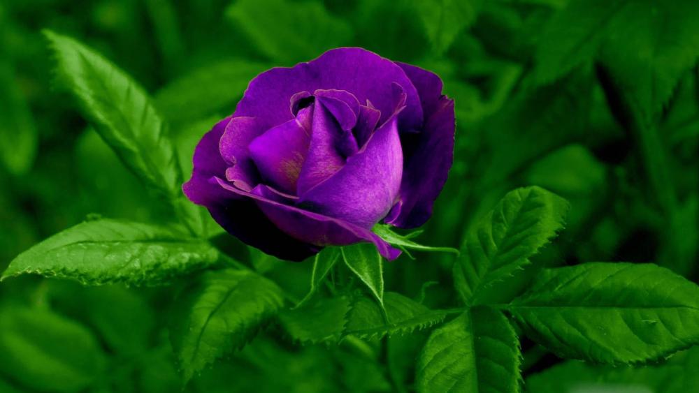 Lovely purple rose  wallpaper