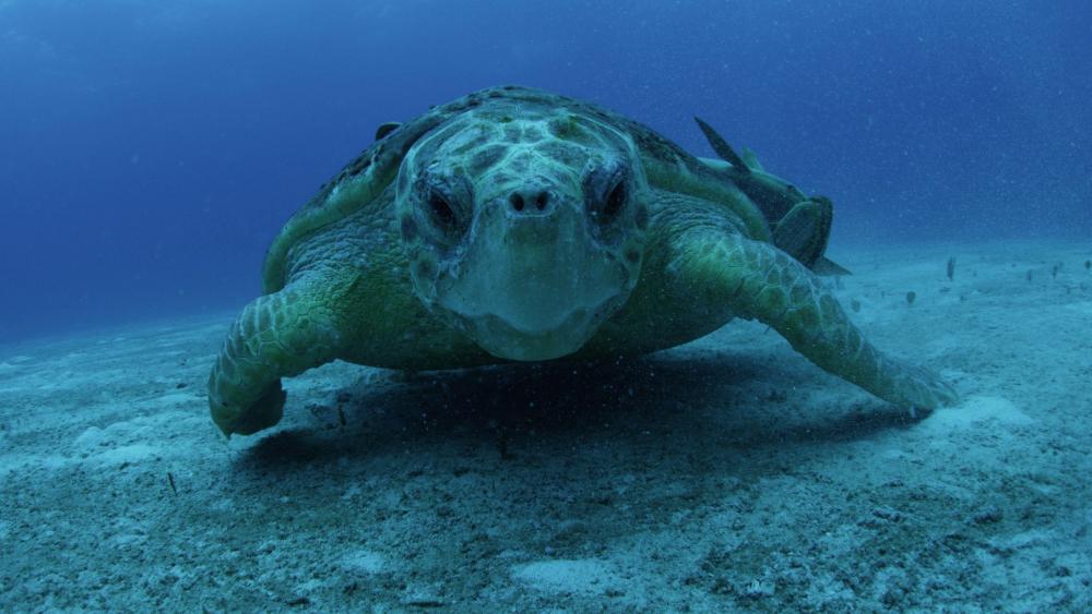 Sea turtle - Underwater   wallpaper