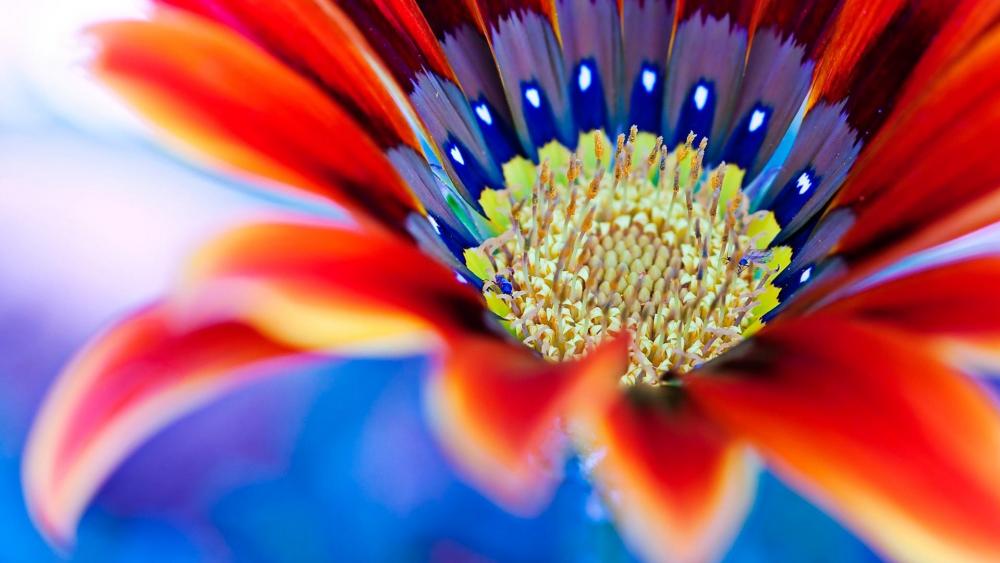 Macro Gerbera flower  wallpaper