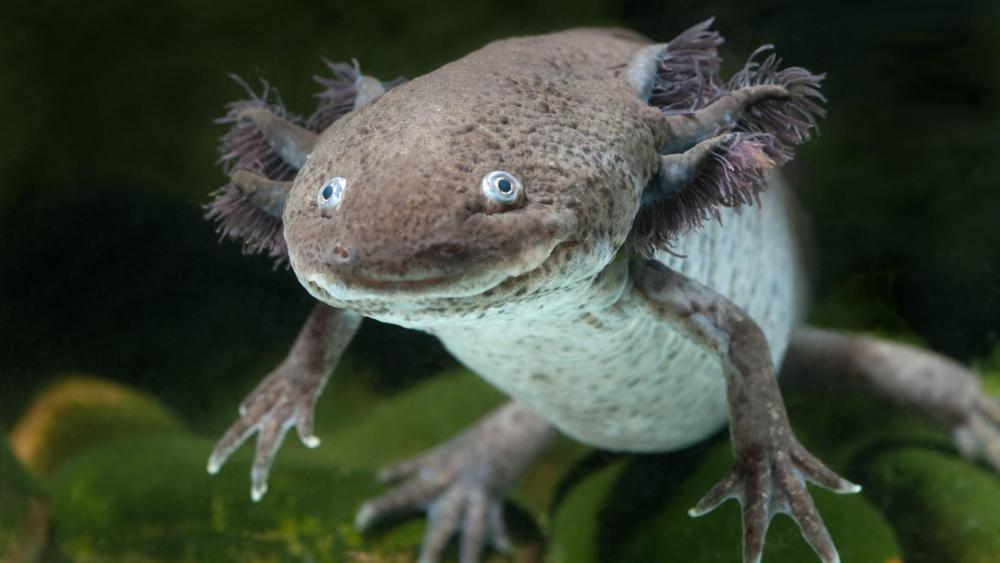 Axolotl underwater  wallpaper