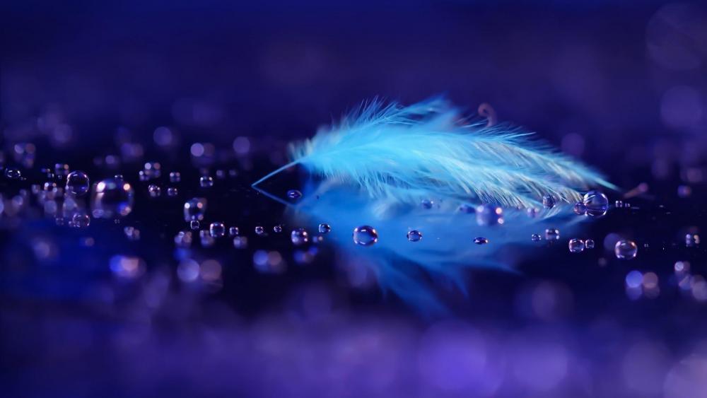 Blue feather wallpaper - backiee