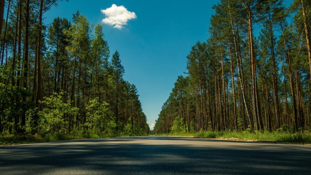 Endless road in the forest  wallpaper
