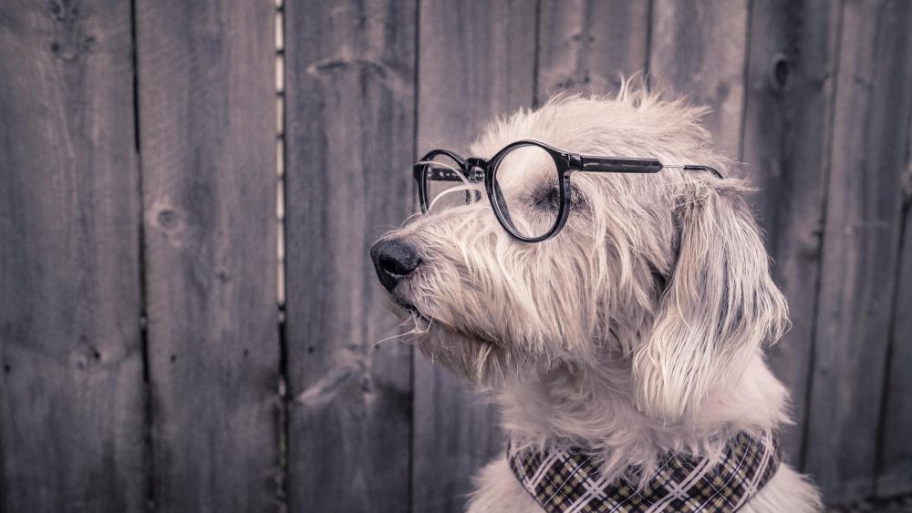Funny dog in eyewear  wallpaper