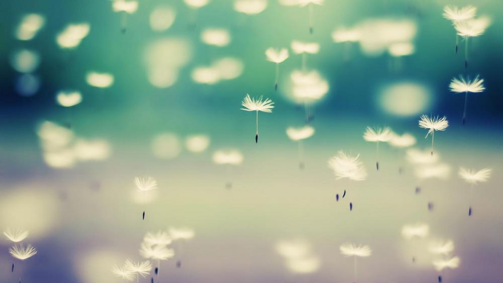 Flying Dandelion seeds macro photography  wallpaper