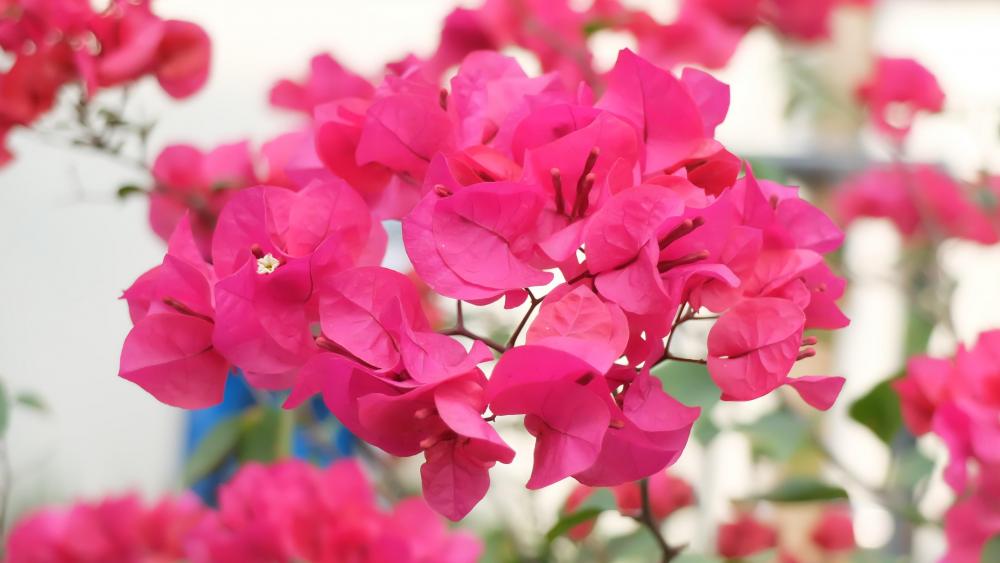 Bougainvillea flower wallpaper