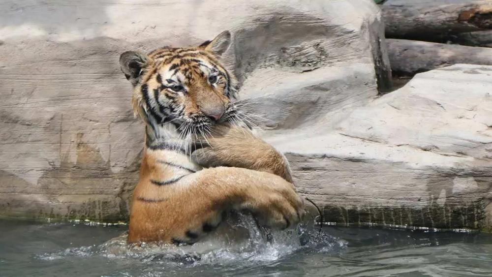 Bathing tiger wallpaper