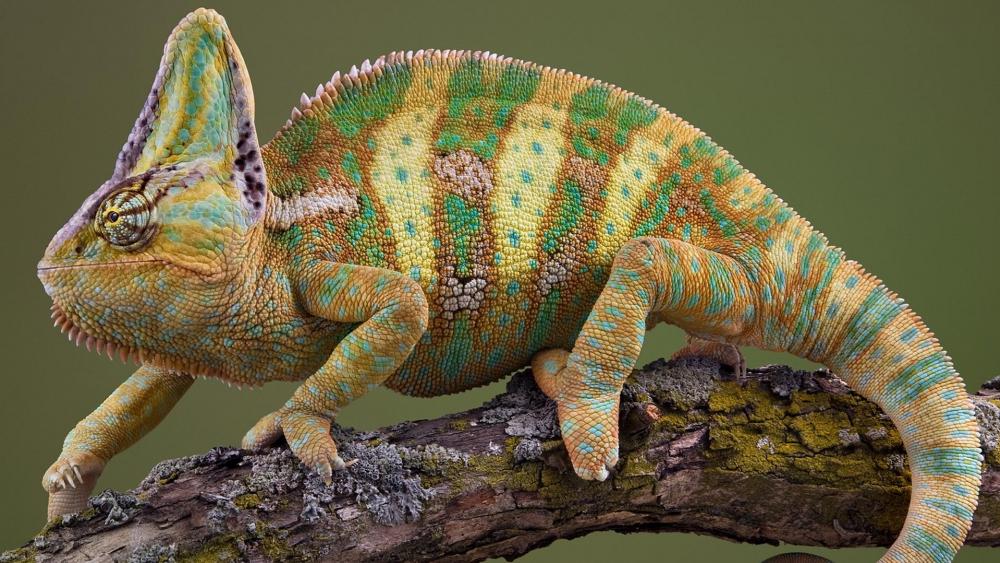  Reptile on the branch wallpaper