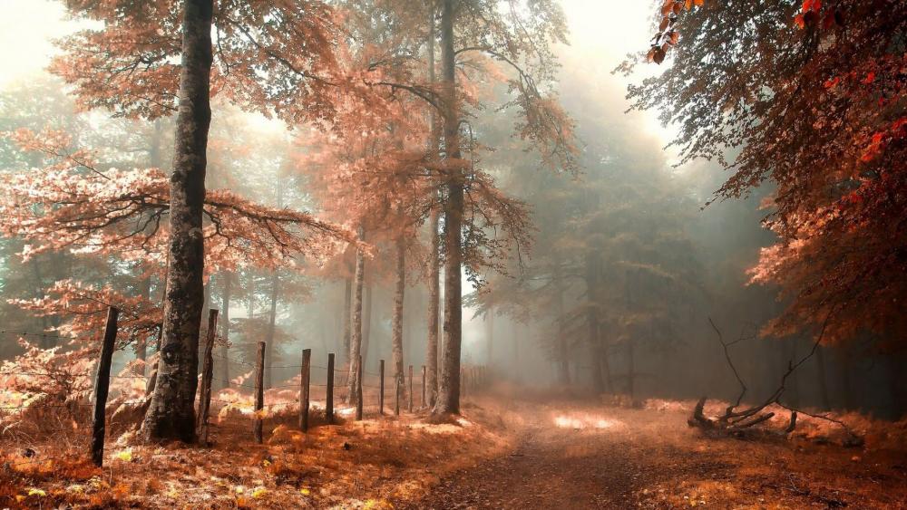 Autumn morning in the forest  wallpaper