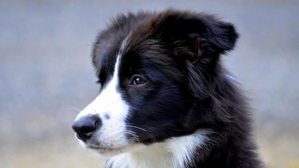 Border Collie puppy wallpaper - backiee