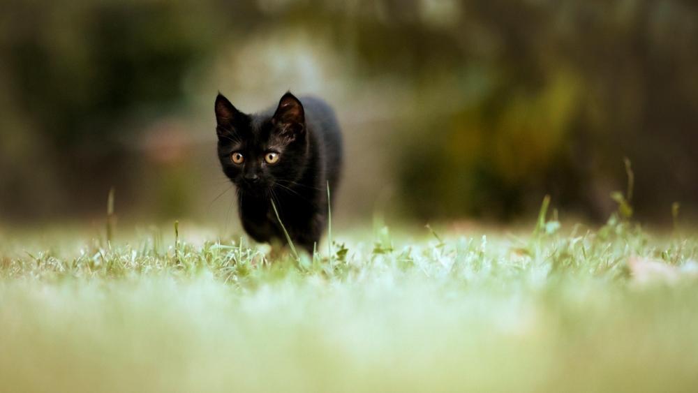 Awesome black cat - backiee
