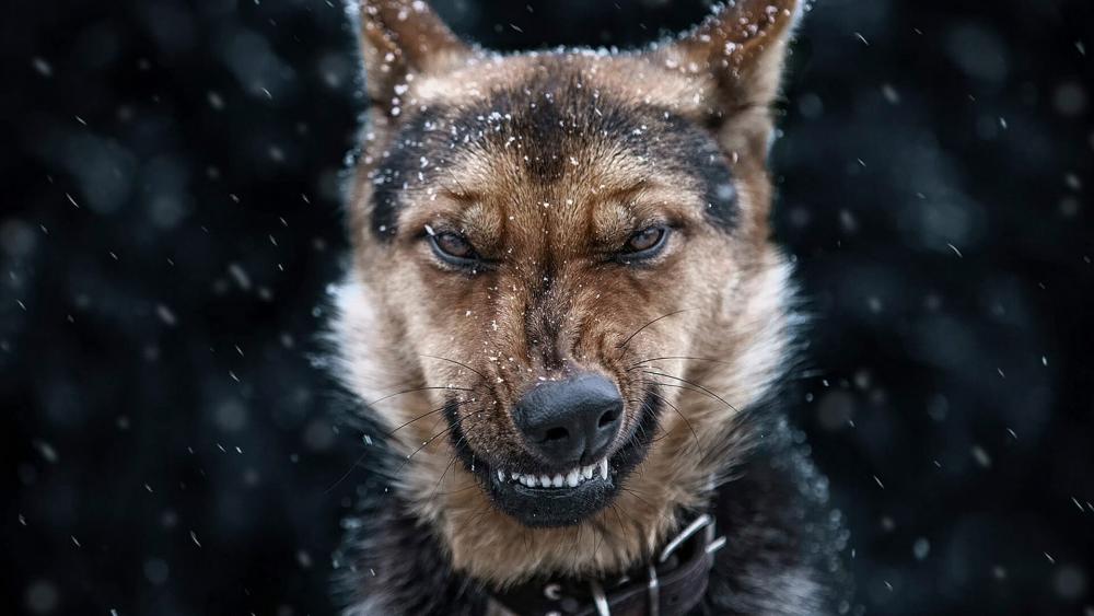 Angry German Shepherd dog wallpaper