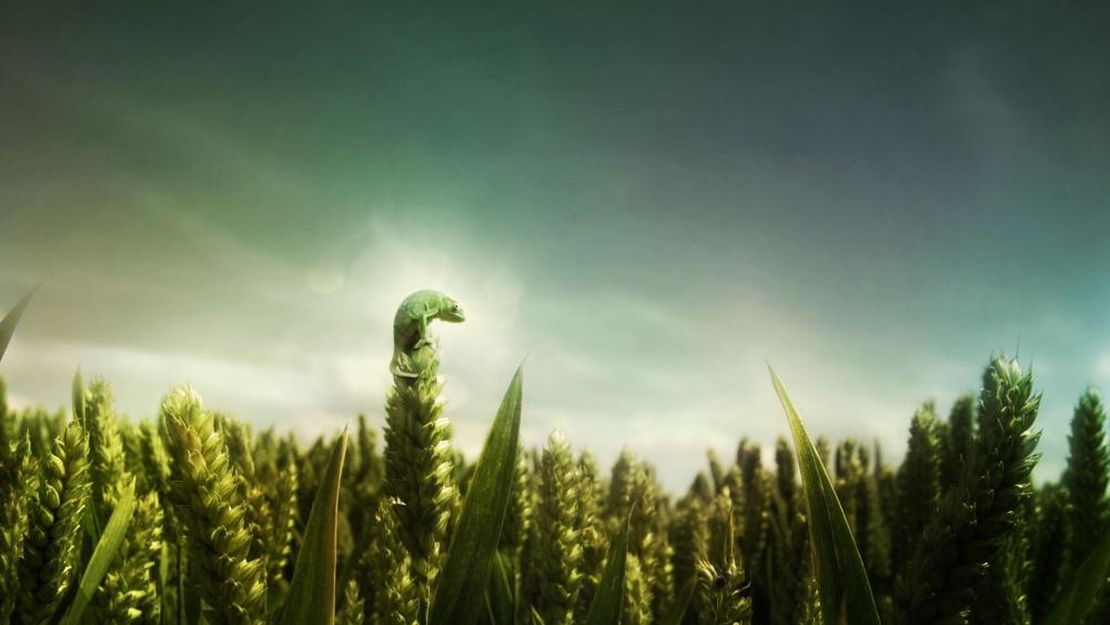 Green wheat field wallpaper