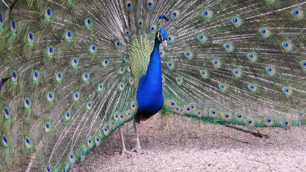 The Peacock wallpaper