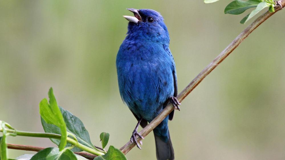 Little blue bird sitting on a tree branch wallpaper