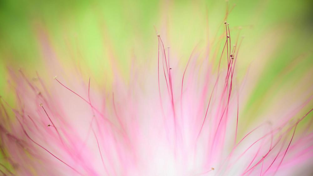 Pink flower macro photography wallpaper