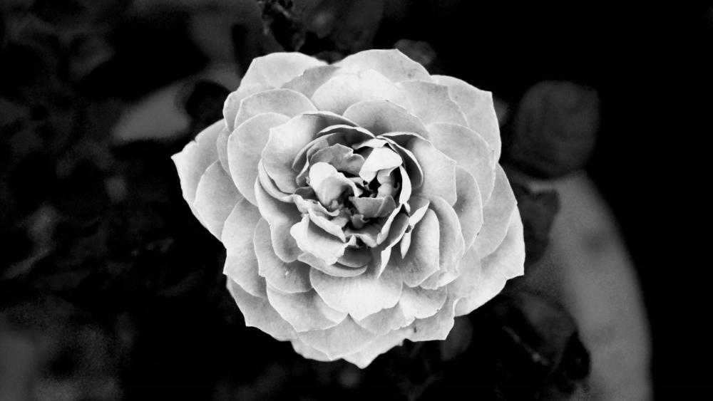 Black and white rose wallpaper