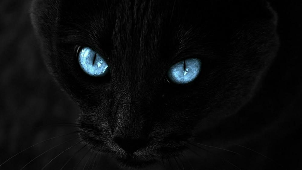 Black cat with blue eyes wallpaper