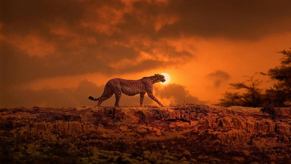 Cheetah in the sunset wallpaper