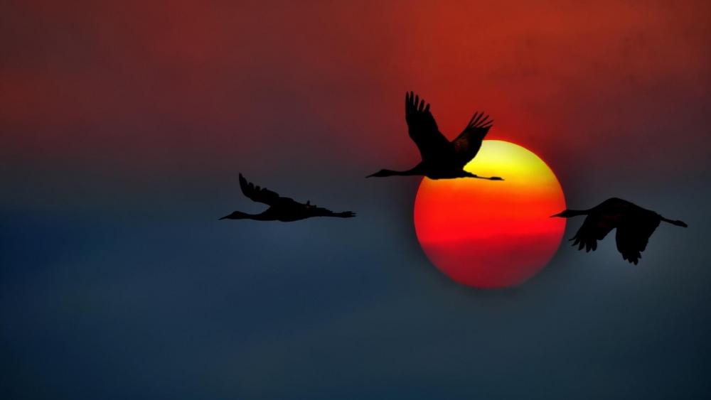 Crane silhouette in the sunset wallpaper