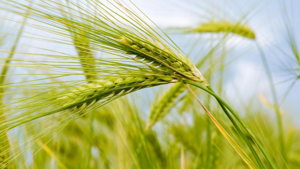  Wheat field wallpaper