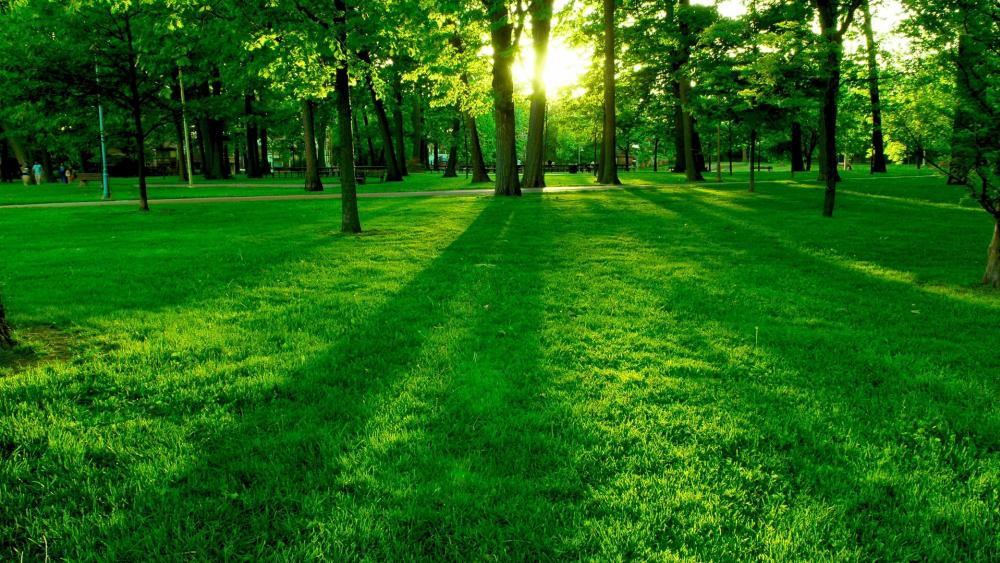 Green lawn in the park wallpaper