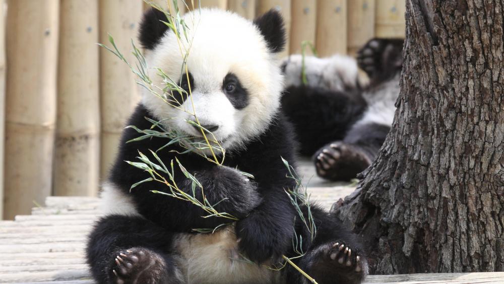 Baby panda in Madrid Zoo Aquarium wallpaper