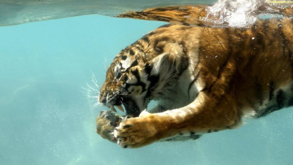Bengal tiger underwater photo wallpaper