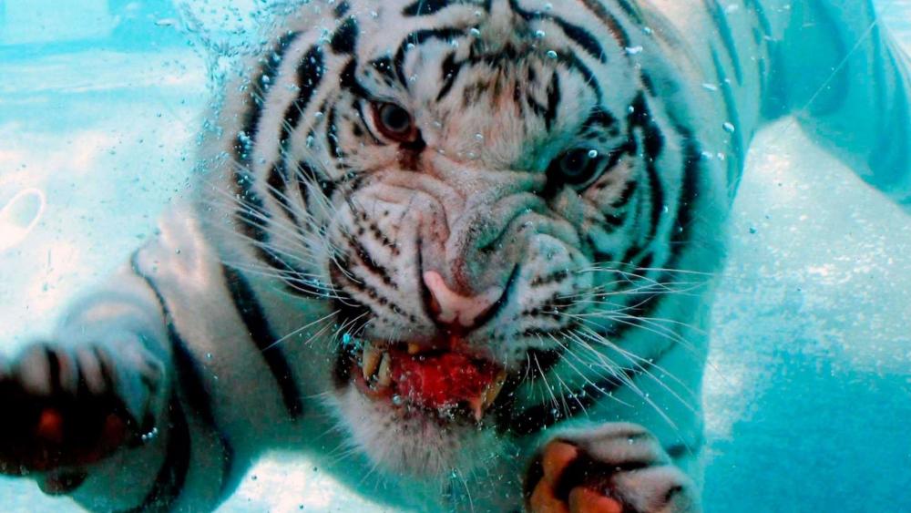 Siberian Tiger under the water wallpaper