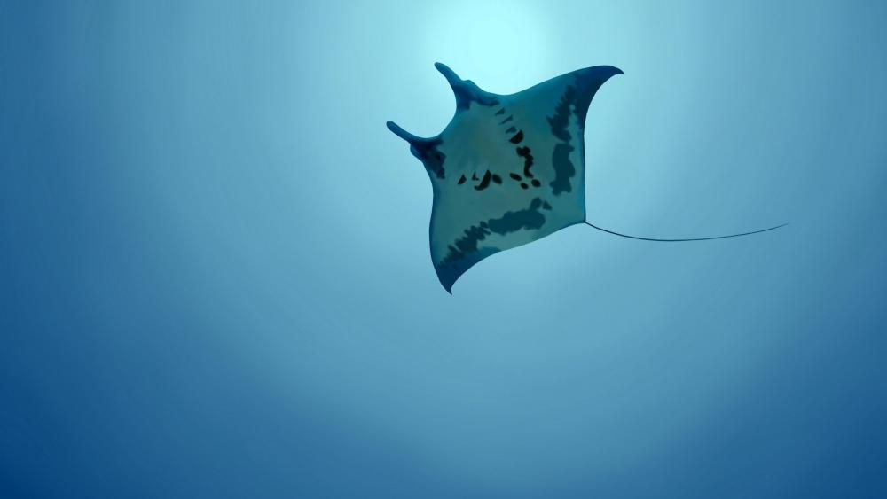 Giant oceanic manta ray in the blue ocean wallpaper